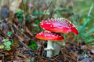 selective-focus-shot-amanita-muscaria-mushroom-forest